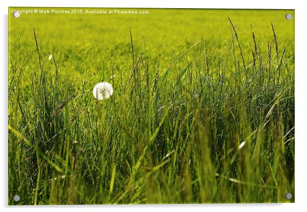 Natural Dandelion in Spring Meadow Acrylic by Mark Purches