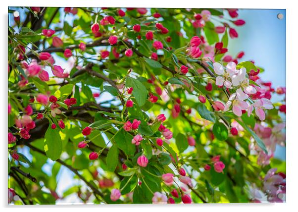  Cherry Blossom Acrylic by Marina Otto