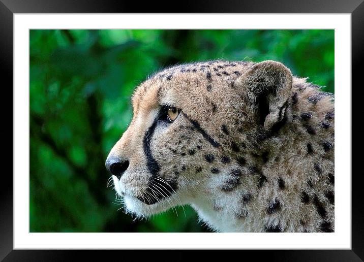 cheetah portrait Framed Mounted Print by Martyn Bennett