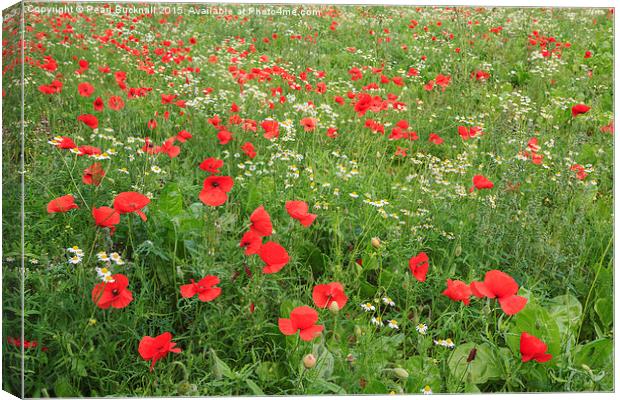 Poppies with Mayweed Flowers Canvas Print by Pearl Bucknall