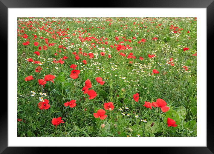 Poppies with Mayweed Flowers Framed Mounted Print by Pearl Bucknall
