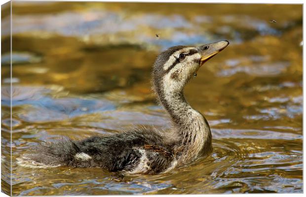  Duckling catching flies! Canvas Print by Jennie Franklin