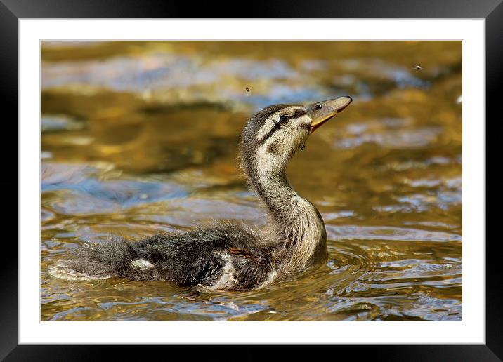  Duckling catching flies! Framed Mounted Print by Jennie Franklin