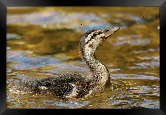  Duckling catching flies! Framed Print by Jennie Franklin