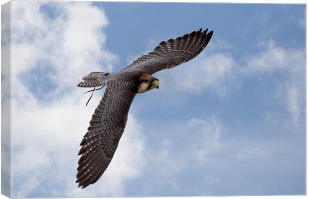  Lanner Falcon in flight Canvas Print by Jennie Franklin