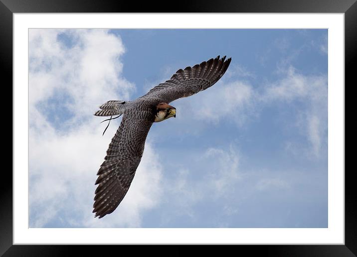  Lanner Falcon in flight Framed Mounted Print by Jennie Franklin