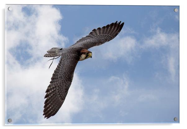  Lanner Falcon in flight Acrylic by Jennie Franklin