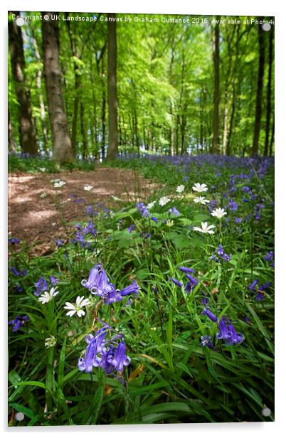 Bluebell Woods, Ashridge Acrylic by Graham Custance