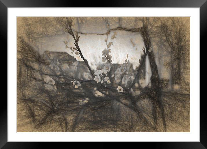 Cherry blossom impression Framed Mounted Print by Adrian Bud