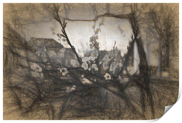 Cherry blossom impression Print by Adrian Bud