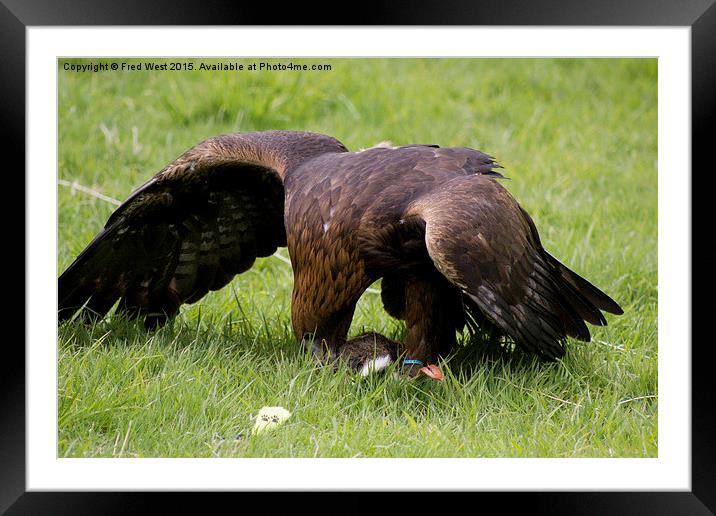  Golden Eagle Landing Framed Mounted Print by Fred West