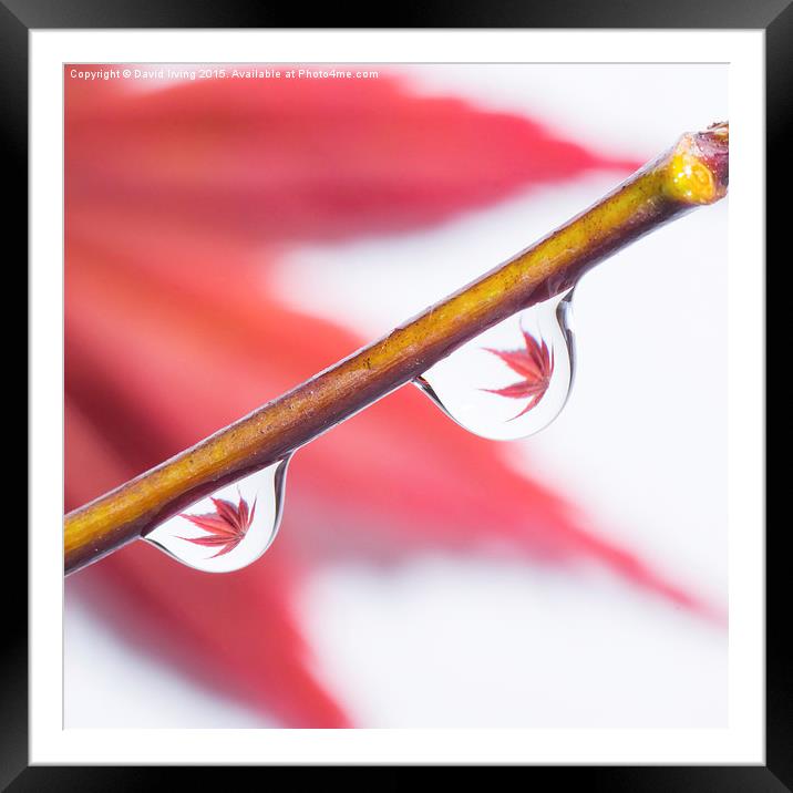  Rain drops on maple stem Framed Mounted Print by David Irving