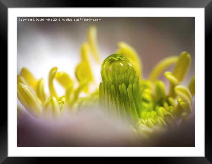  Dew drop on clematis stamen Framed Mounted Print by David Irving