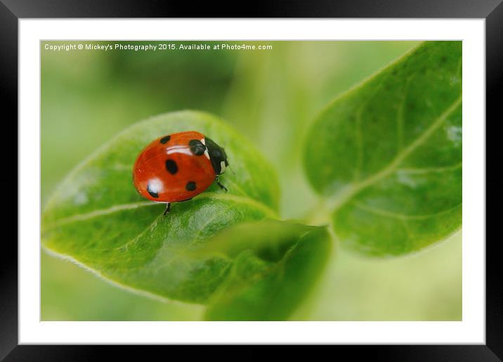 Ladybird Framed Mounted Print by rawshutterbug 