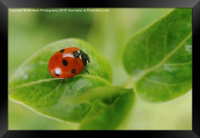 Ladybird Framed Print by rawshutterbug 
