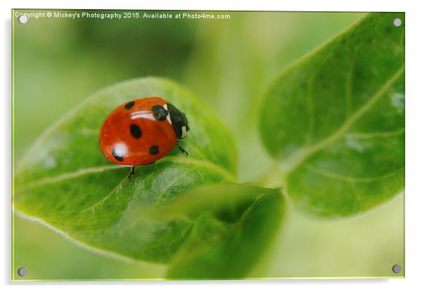 Ladybird Acrylic by rawshutterbug 