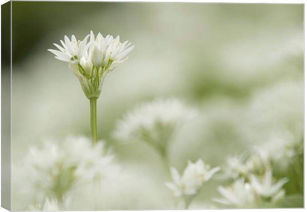  Wild Garlic Flowers Canvas Print by Sue Dudley