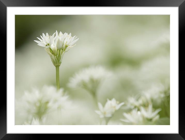 Wild Garlic Flowers Framed Mounted Print by Sue Dudley