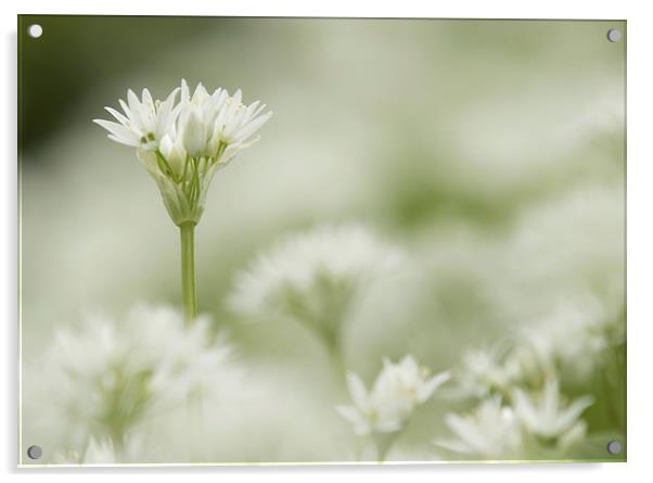  Wild Garlic Flowers Acrylic by Sue Dudley