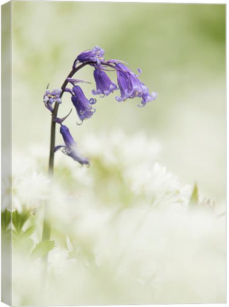  Bluebell Amongst White Flowers Canvas Print by Sue Dudley