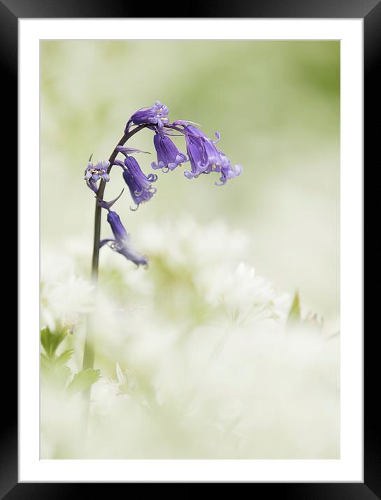 Bluebell Amongst White Flowers Framed Mounted Print by Sue Dudley