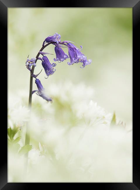  Bluebell Amongst White Flowers Framed Print by Sue Dudley
