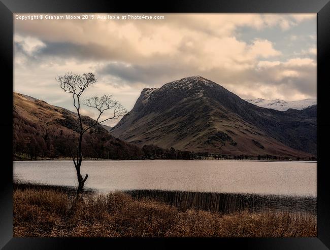 The tree, Buttermere Framed Print by Graham Moore