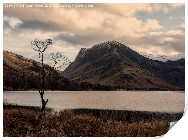The tree, Buttermere Print by Graham Moore