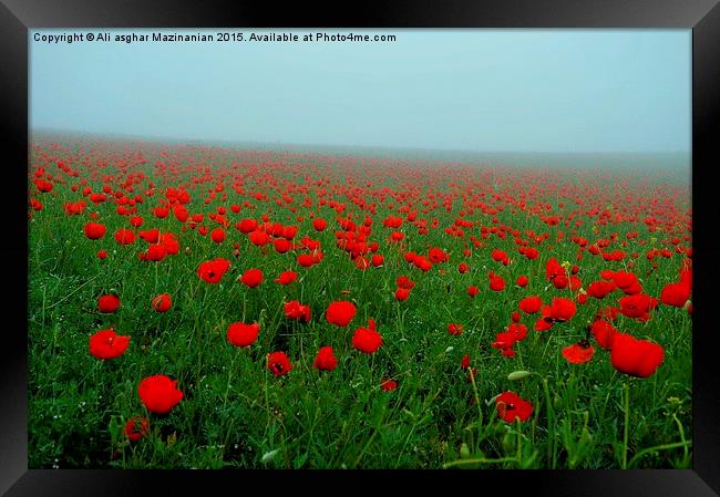   All tulips, Framed Print by Ali asghar Mazinanian