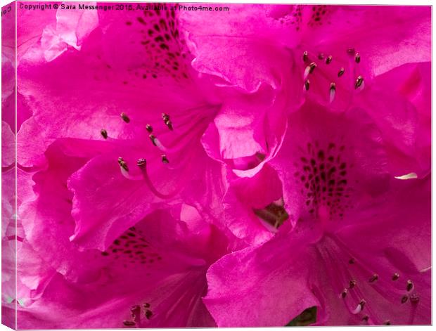  Rhododendron  Canvas Print by Sara Messenger
