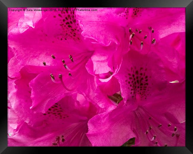  Rhododendron  Framed Print by Sara Messenger