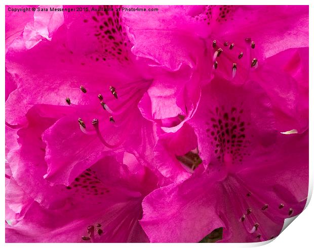  Rhododendron  Print by Sara Messenger
