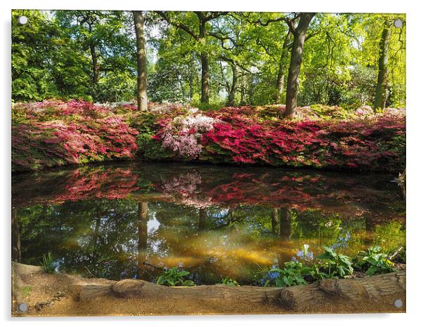  The Azaleas By The Pond Acrylic by LensLight Traveler