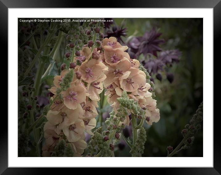  Verbascum 'Clementine' Framed Mounted Print by Stephen Cocking