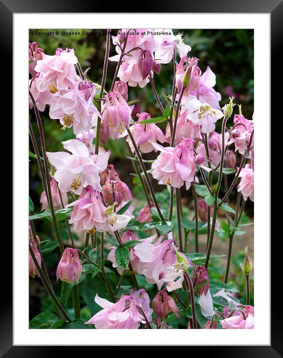  Pink Aquilegia Framed Mounted Print by Stephen Cocking