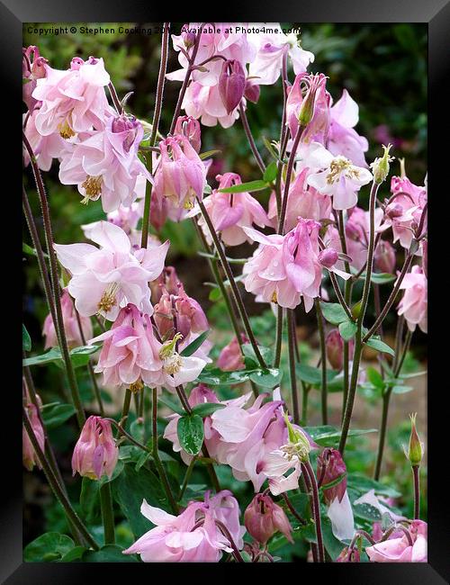  Pink Aquilegia Framed Print by Stephen Cocking