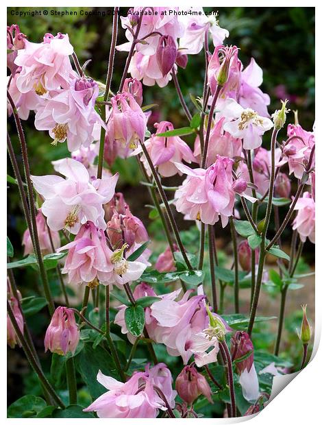  Pink Aquilegia Print by Stephen Cocking
