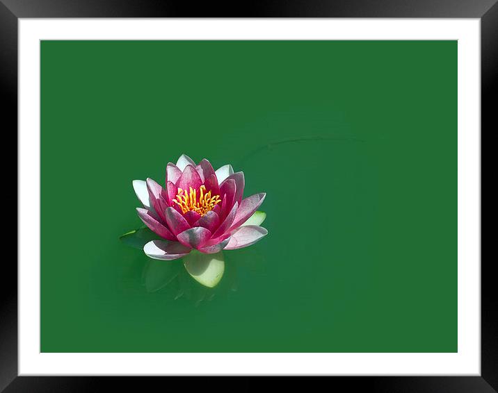 Lotus Framed Mounted Print by Victor Burnside