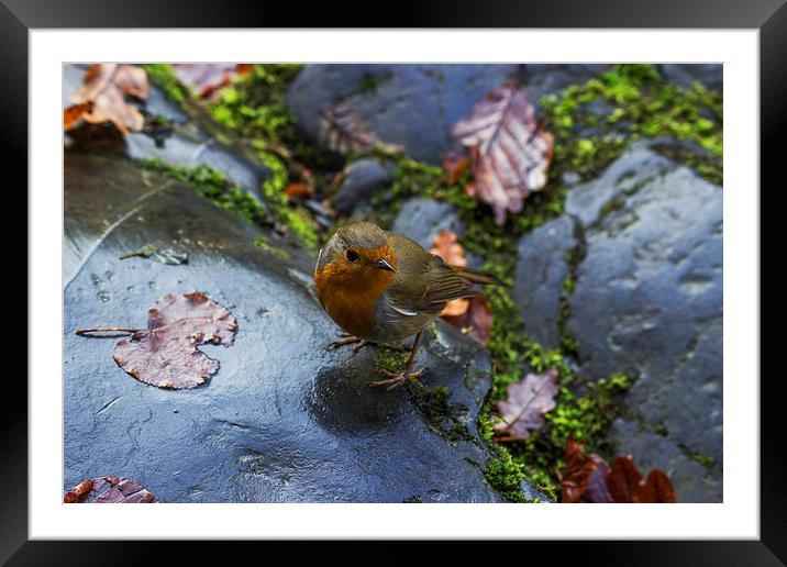 Robin Red Breast  Framed Mounted Print by Ian Mitchell
