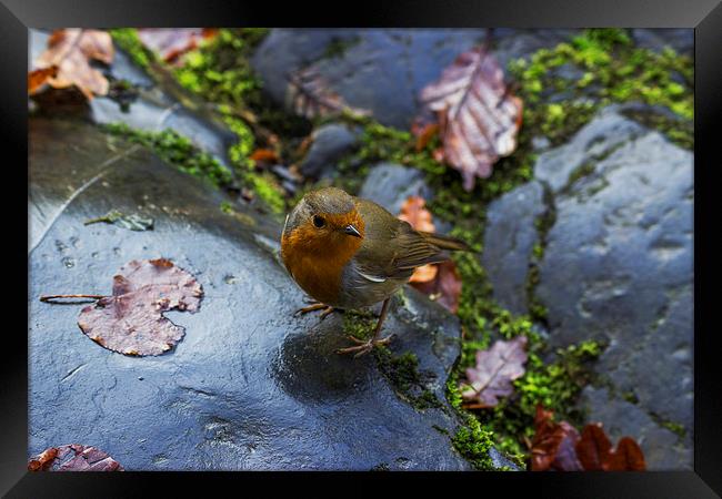 Robin Red Breast  Framed Print by Ian Mitchell
