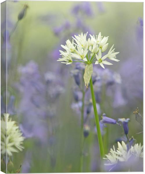  Wild Flowers - Wild Garlic in Bluebells Canvas Print by Sue Dudley