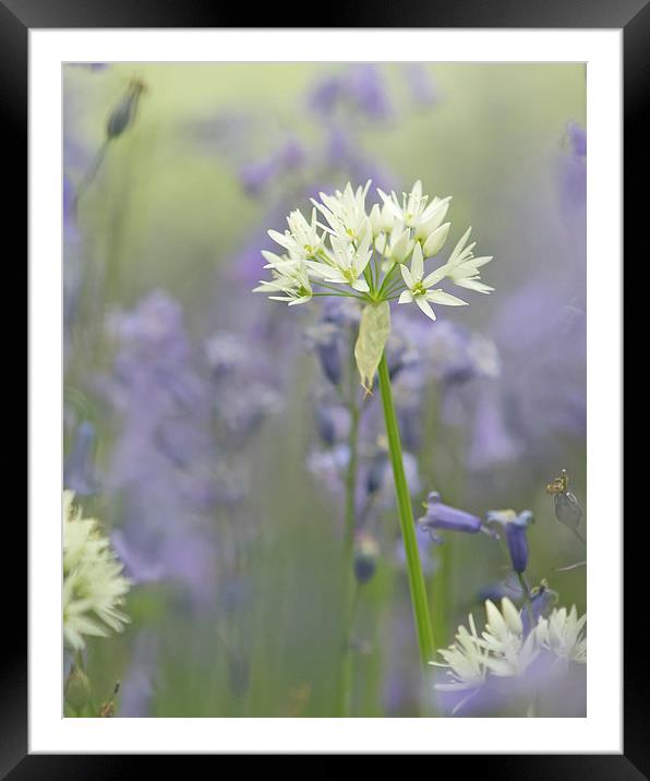  Wild Flowers - Wild Garlic in Bluebells Framed Mounted Print by Sue Dudley
