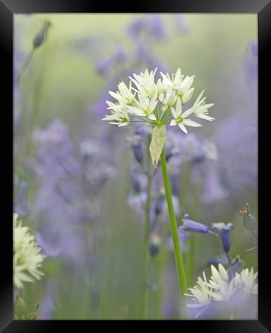  Wild Flowers - Wild Garlic in Bluebells Framed Print by Sue Dudley