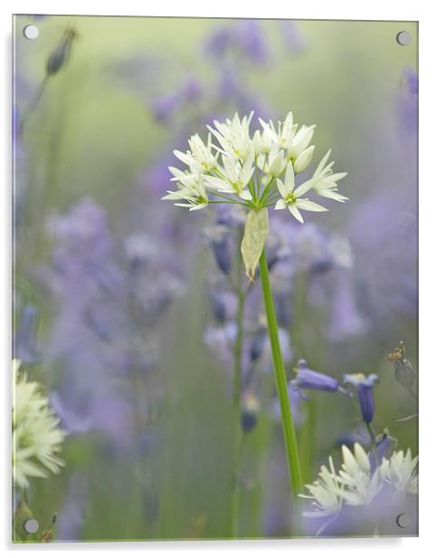  Wild Flowers - Wild Garlic in Bluebells Acrylic by Sue Dudley