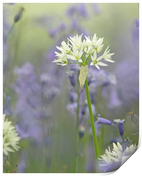  Wild Flowers - Wild Garlic in Bluebells Print by Sue Dudley
