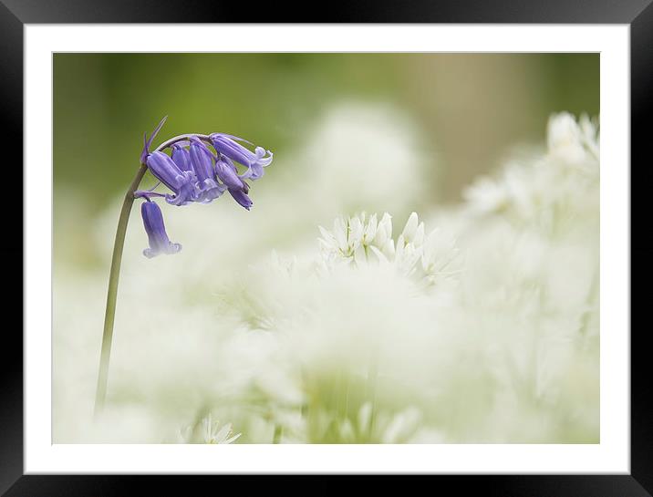  Wild Flowers - Bluebell in Wild Garlic Framed Mounted Print by Sue Dudley
