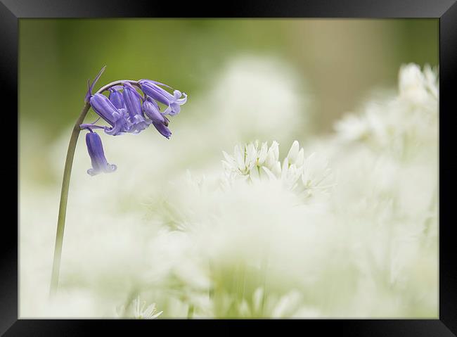  Wild Flowers - Bluebell in Wild Garlic Framed Print by Sue Dudley