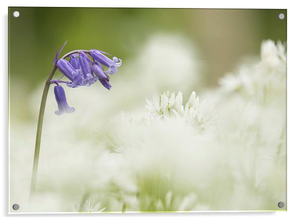  Wild Flowers - Bluebell in Wild Garlic Acrylic by Sue Dudley