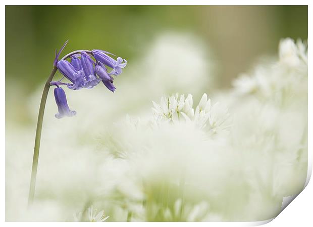  Wild Flowers - Bluebell in Wild Garlic Print by Sue Dudley