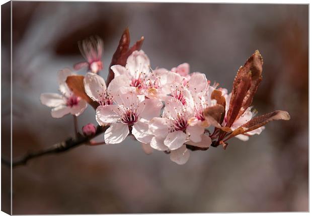  Spring Blossom Canvas Print by Sue Dudley